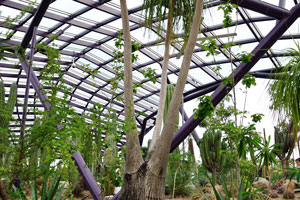 Huge nolina plant in the Children's Garden