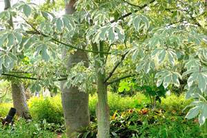 Ceiba speciosa with variegated leaves