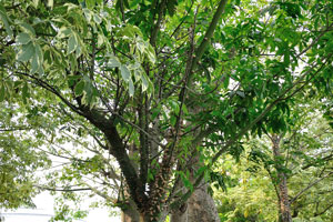 There are many trees Ceiba speciosa in the Children's garden