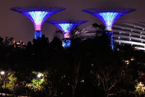 Supertrees Grove night view
