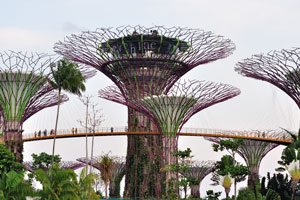 Elevated walkway is found between the Supertrees