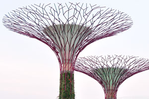 Supertrees are home to enclaves of unique and exotic ferns, vines, orchids and bromeliads