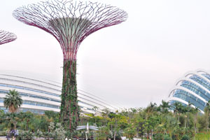 Supertrees are found very close to Flower Dome and Cloud Forest