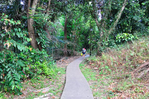 Narrow road through the forest to VivoCity
