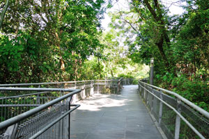 Elevated Walkway is an excellent platform for spotting birds, dragonflies and butterflies