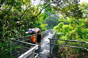 Forest Walk is a 1.3 km (0.81 mi) long walkway