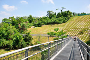 Southern Ridges comprises 10 km of green open spaces
