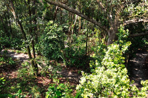 Elevated Walkway offers you the experience of walking through the secondary forest at eye-level with the forest canopy
