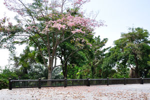 Leafless tree is full of pink flowers