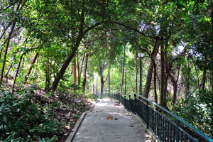 Embark on this walk of steps and shaded footpaths that pave the way to beautiful sights and sounds of the secondary forest