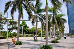 Royal palms which grow between Marina Bay Sands and Downtown Core