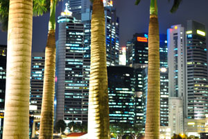 View of the skyscrapers through the palm trunks