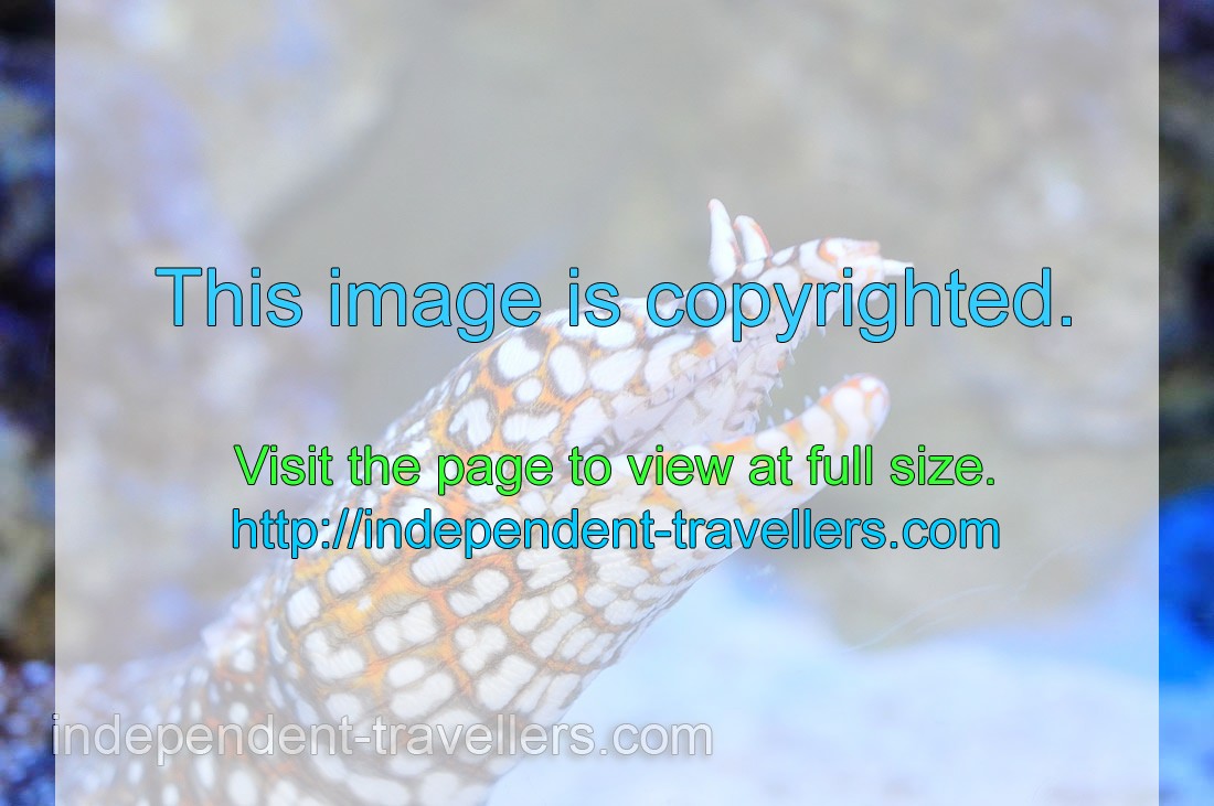 Leopard moray eel “Enchelycore pardalis”