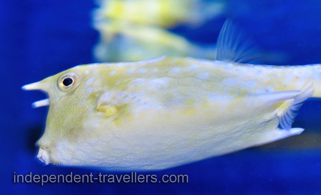 Longhorn cowfish &ldquo;Lactoria cornuta&rdquo;