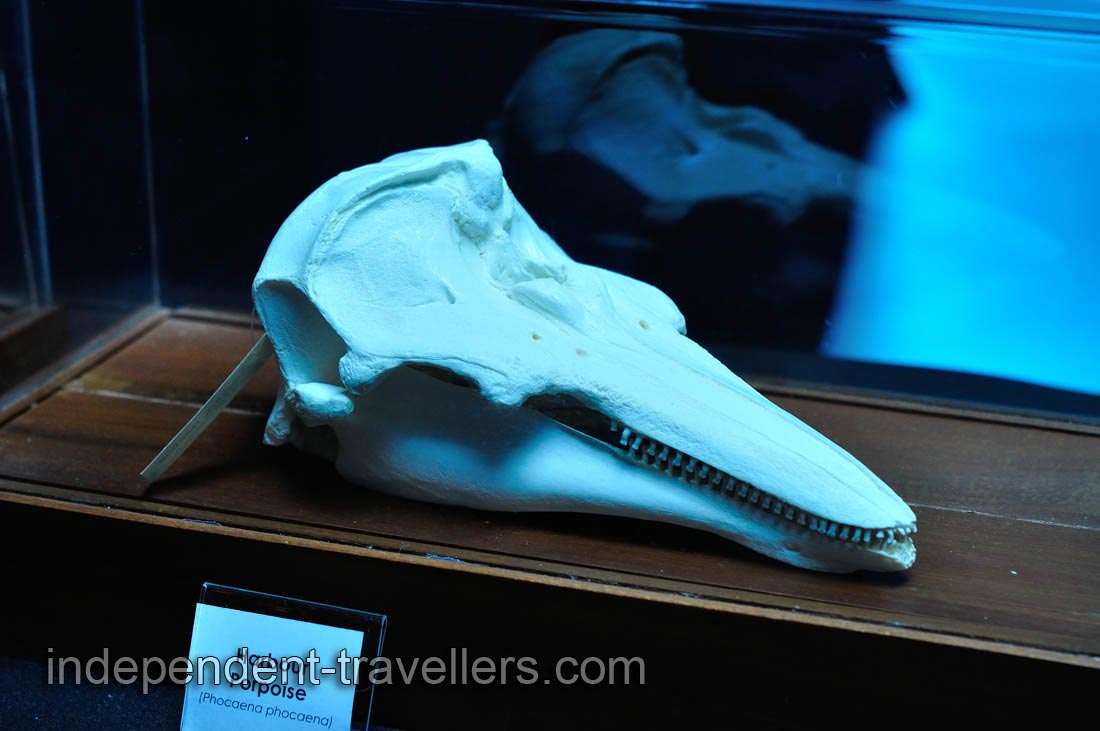The skull of the Harbour porpoise &ldquo;Phocoena phocoena&rdquo;