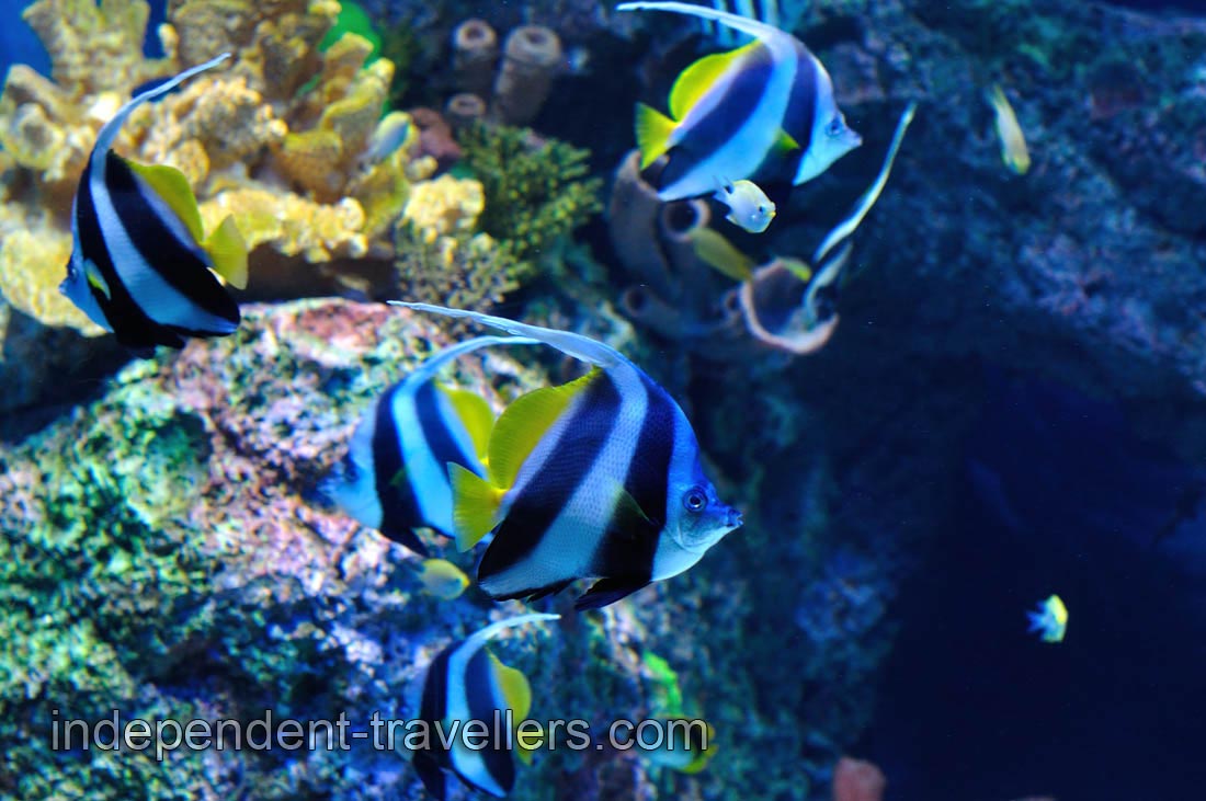 Fish with the black and white stripes has the yellow tail