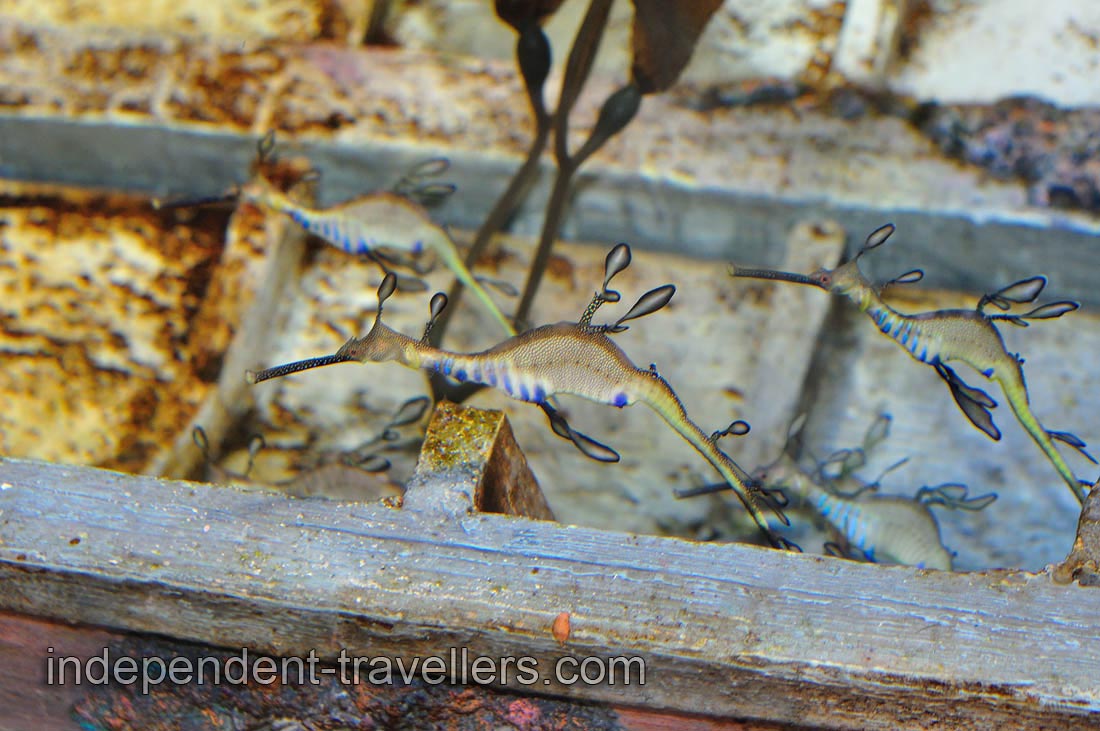 Phyllopteryx taeniolatus, also known as the weedy seadragon or common seadragon