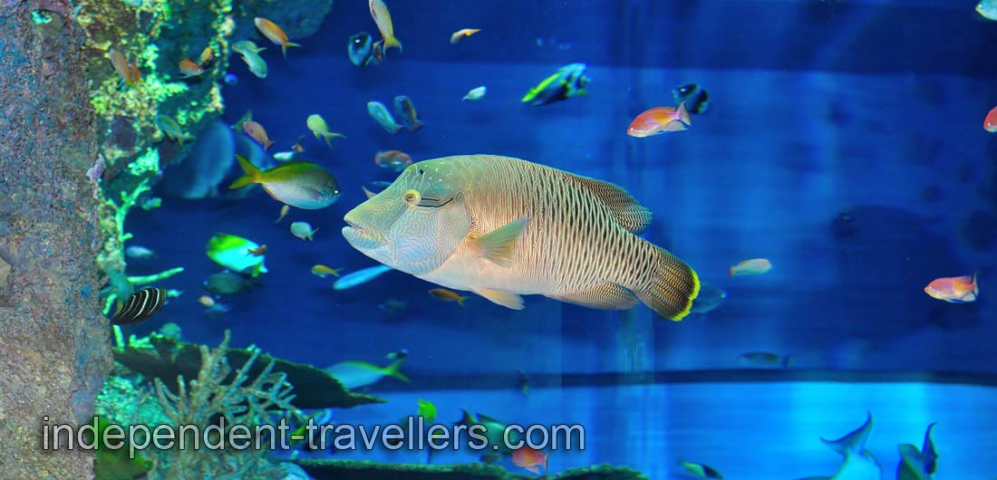 Humphead wrasse &ldquo;Cheilinus undulatus&rdquo;