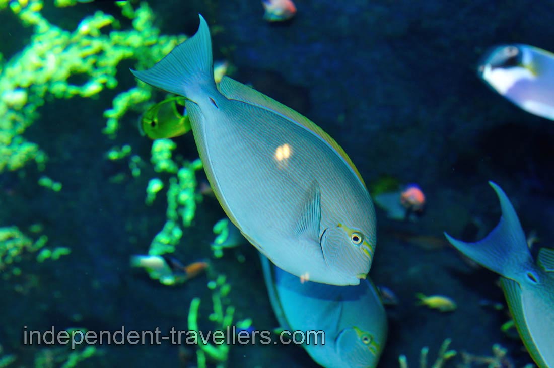 &ldquo;Acanthurus&rdquo; has a pair of spines, one on either side of the base of the tail, which are dangerously sharp (hence the name &ldquo;surgeonfish&rdquo;)