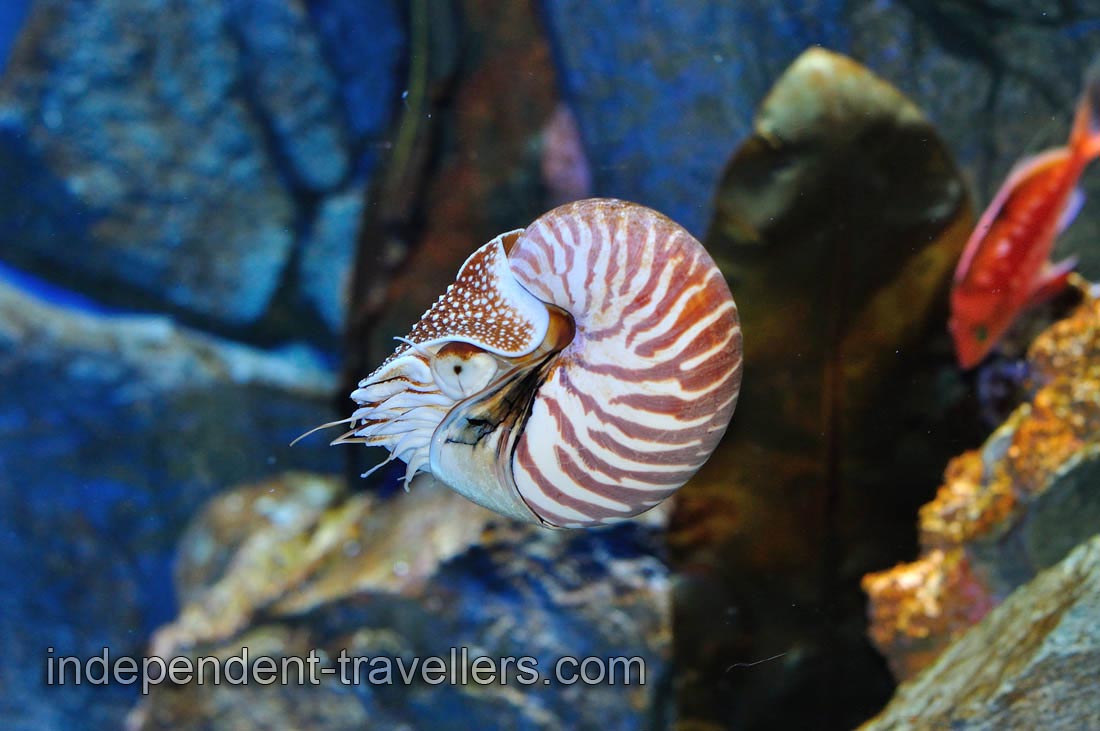 Chambered nautilus