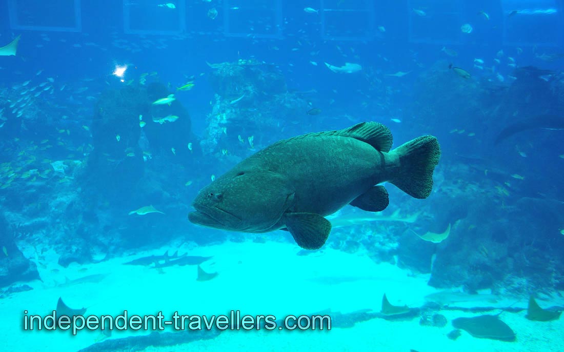 Giant grouper &ldquo;Epinephelus lanceolatus&rdquo;
