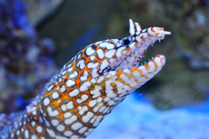 Leopard moray eel “Enchelycore pardalis”