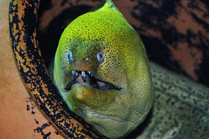 Toothy moray eel