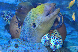 Laced morays “Gymnothorax favagineus” and other moray eels