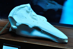 The skull of the Harbour porpoise “Phocoena phocoena”