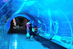 Inside the “Shark seas” tunnel