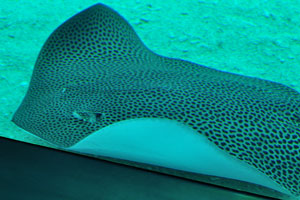 Dotted stingray