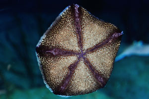 Bottom part of the starfish