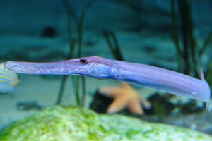 Trumpetfish “Aulostomus maculatus”