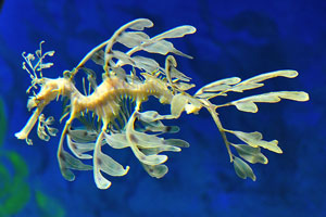 The leafy seadragon is a marine fish in the family Syngnathidae, which also includes the seahorses