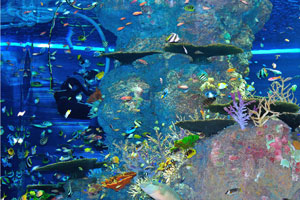 Fish diversity in the S.E.A. Aquarium