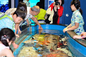 You have a wonderful opportunity to touch different marine creatures in the Discovery Touch Pool
