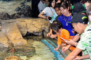 From sea stars to sea urchins, let your kids enjoy the tactile experience of the friendliest sea creatures