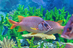 Sargocentron is a genus of squirrelfish found in tropical parts of the Indian, Pacific and Atlantic Oceans