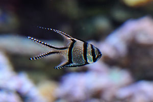 Banggai cardinalfish, tiny silver fish with the black stripes