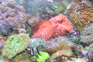 Diversity of sea anemones