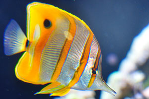 Copperband butterflyfish “Chelmon rostratus”