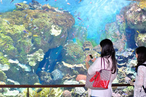 Chinese girls want to take some photographs of the coral reef