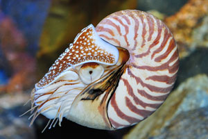 The chambered nautilus, Nautilus pompilius, is the best-known species of nautilus