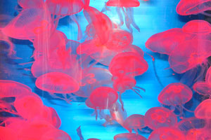 Jellyfish “Aurelia aurita” illuminated with red light