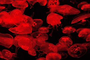 Big quantity of the jellyfish “Aurelia aurita”
