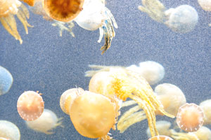 Different species of jellyfish