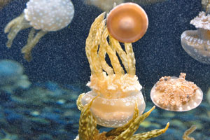 The spotted jelly, golden medusa, or Papuan jellyfish “Mastigias papua” is a species of jellyfish from the Indo-Pacific
