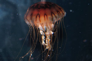 Pacific sea nettle or West Coast sea nettle “Chrysaora fuscescens”