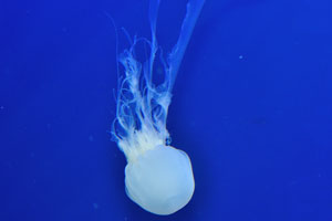 Discover the pulsating dances of the sea jellies in the Ocean journey