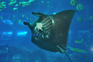 Bottom part of Manta ray